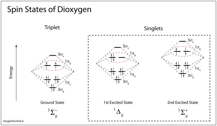 The spin excited states of diatomic oxygen showing the pairing of spins to produce reactive singlet oxygen.
