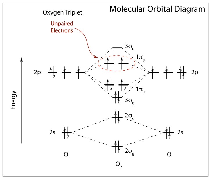 The unreactive triplet ground state molecular orbital diagram of diatomic oxygen (dioxygen). The two last electron spins are unpaired.