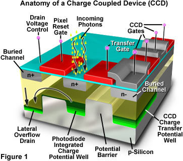 Cross section anatomy of a charge-coupled device.